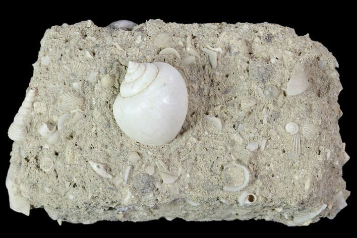 Eocene Fossil Gastropod (Globularia) - Damery, France #103856